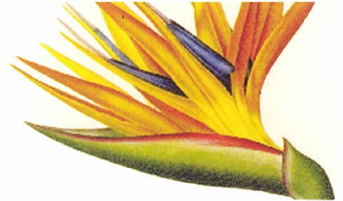 floral trays strelitzia