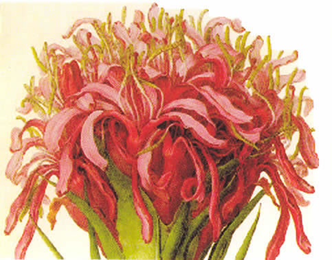 floral trays gymea lily 