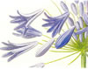 agapanthus