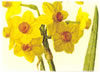 jonquil