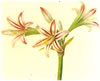 hippeastrum